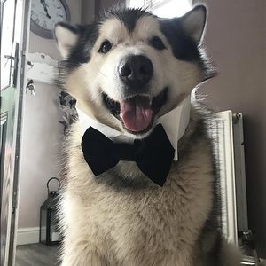 Meet your Posher, Darina